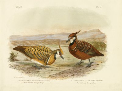 White-Bellied Bronzewing, 1891 by Gracius Broinowski